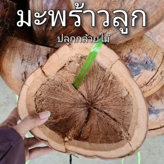 กาบอ่อน / กาบแข็ง กาบมะพร้าว ไม่มีเปลือก ชิ้นใหญ่ หนา ฟู ใช้งานง่าย