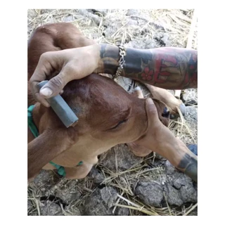🟨ครีมป้ายเขา ครีมสูญเขา ขนาด 50 กรัม🐮ลูกพระโค🐮