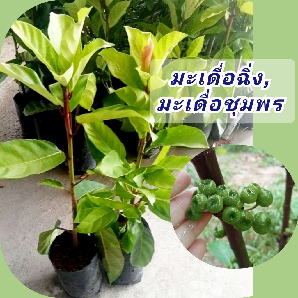 🍐ต้นมะเดื่อฉิ่ง,ลูกฉิ่ง,มะเดื่อชุมพร🍐แบบปักชำติดลูกเร็วต้นแข็งแรง