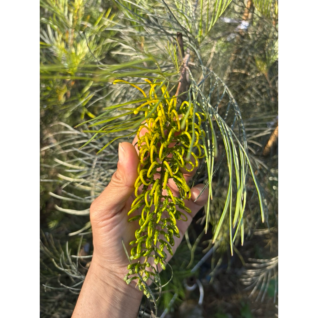 สนเกรวิลเลียสีเหลืองเลื้อย กิ่งทาบ สูง 80 เซนติเมตร-1.2 เมตร รวมถุง