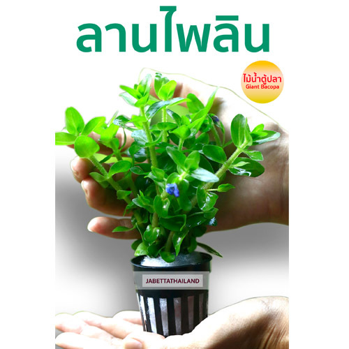 ต้นลานไพลิน บาโคป้า ไม้น้ำแต่งตู้ปลา ไม้น้ำตัดสด (giant Bacopa) พร้อมกระถาง จำนวน 1 กระถาง