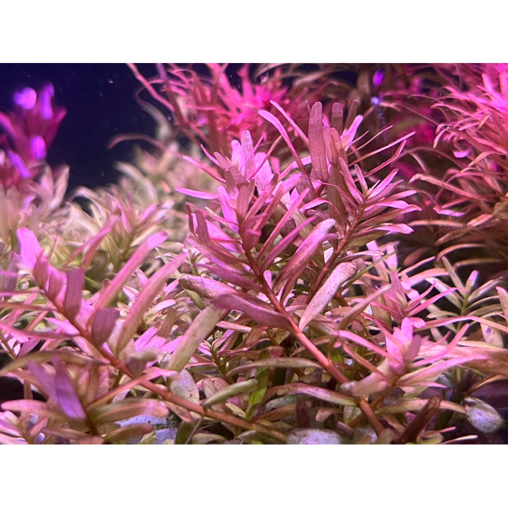 โรทาล่า ทับทิม/พิงค์ Rotala rotundifolia(ADA)