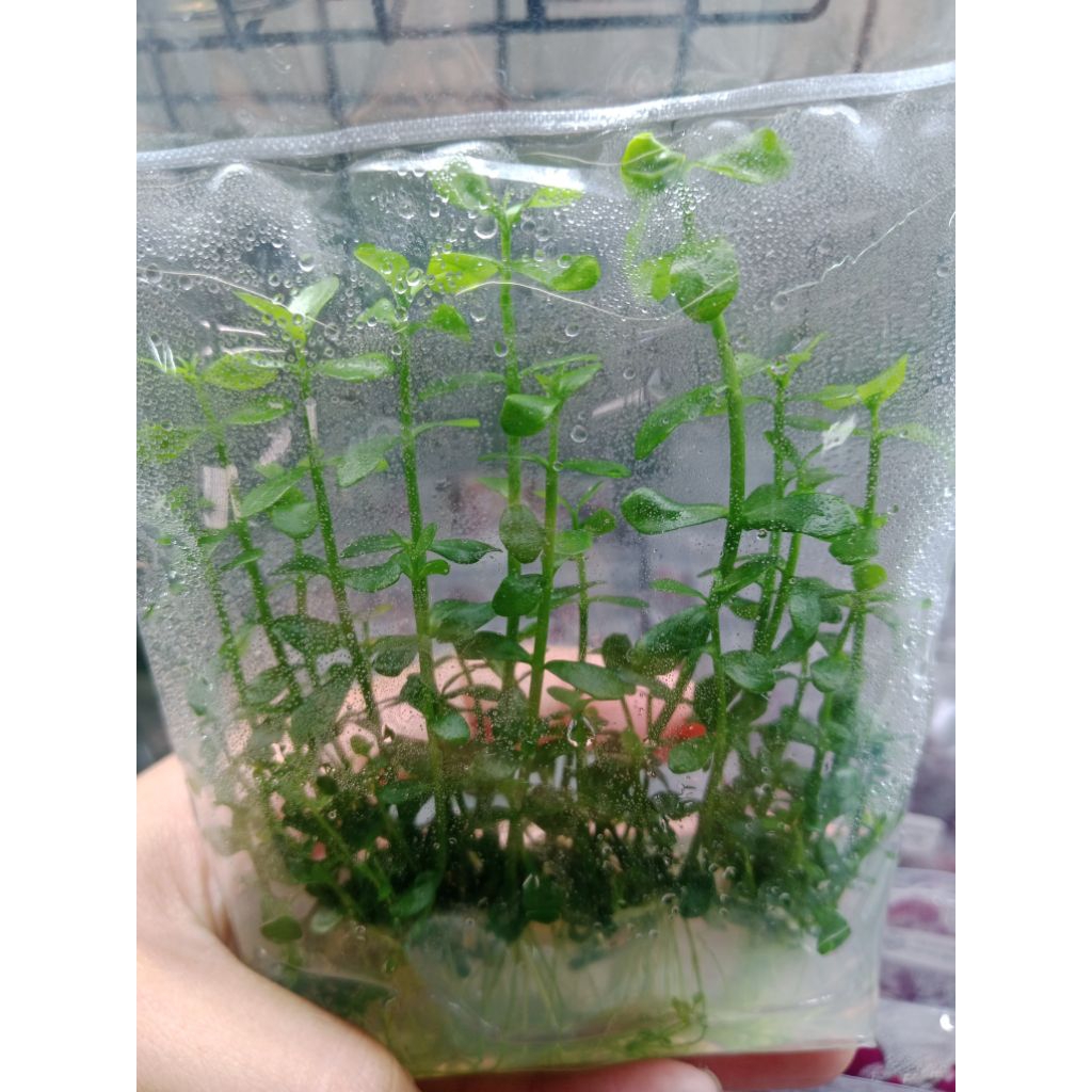 ต้นบาร์โค้ป้าแบบเนื้อเยื่อ