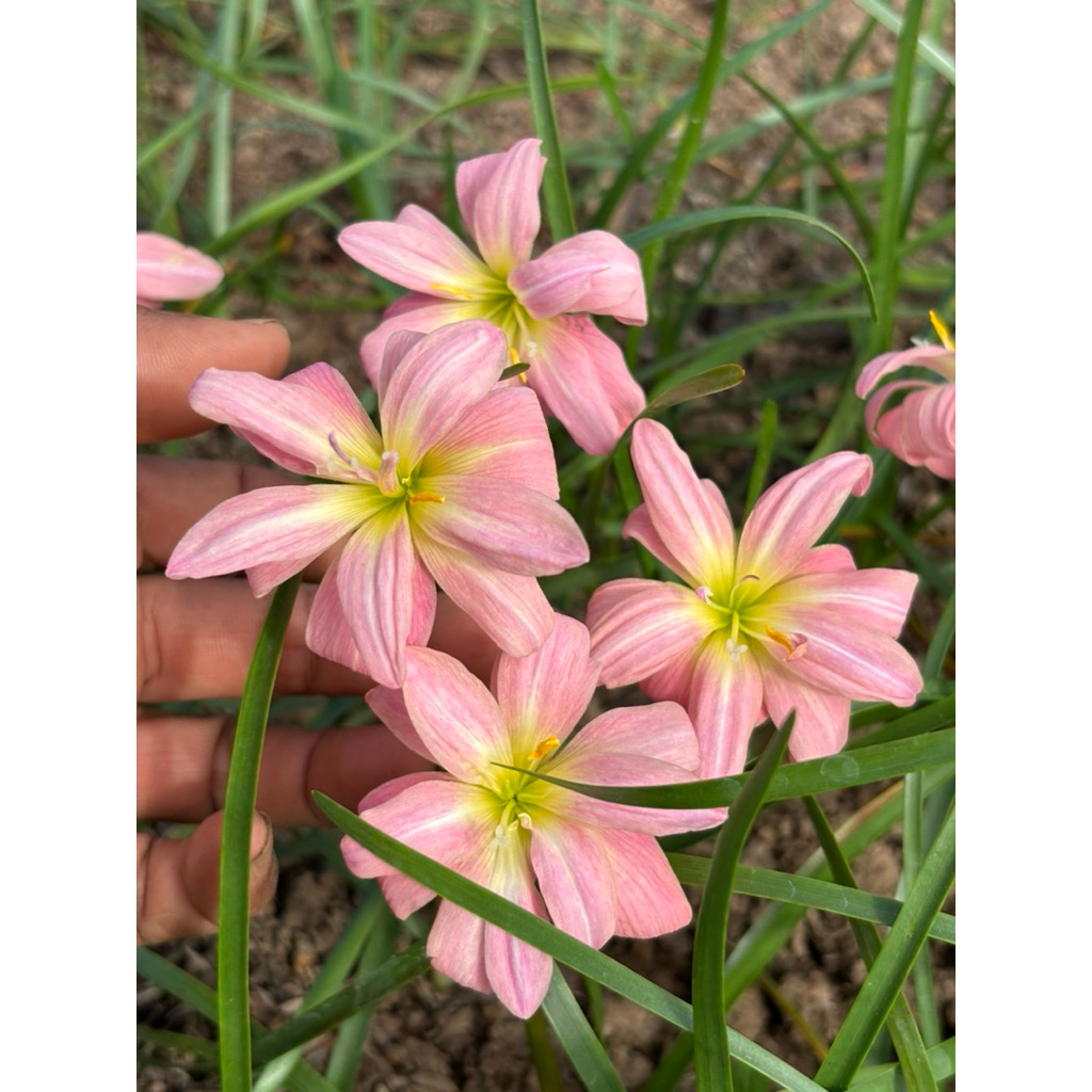 บัวดินสีชมพูดอกซ้อน Z.Sila Pink,ศิลาพิ้ง 4หัว55บาท