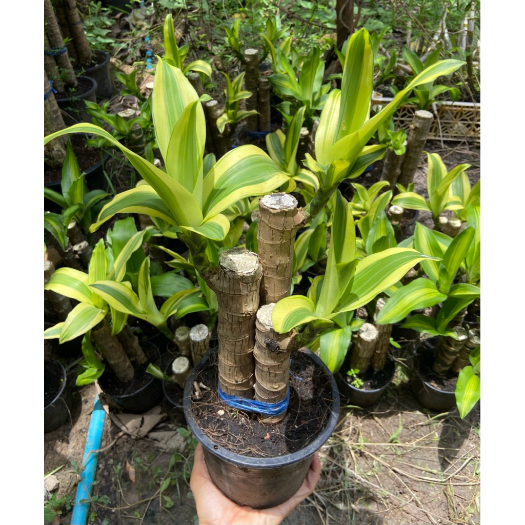 ต้นวาสนา (สูง 30-40cm) ไม้มงคล เสริมโชค ไม้ประดับดอกหอม ปลูกดูแลง่าย “กระถาง 6 นิ้ว”