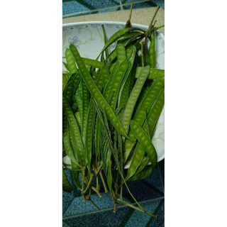 พร้อมส่ง 💁‍♀️ฝักกระถินแบบแก่/แบบอ่อน เม็ดกระถินแกะสด เม็ดกระถินออแกนิค