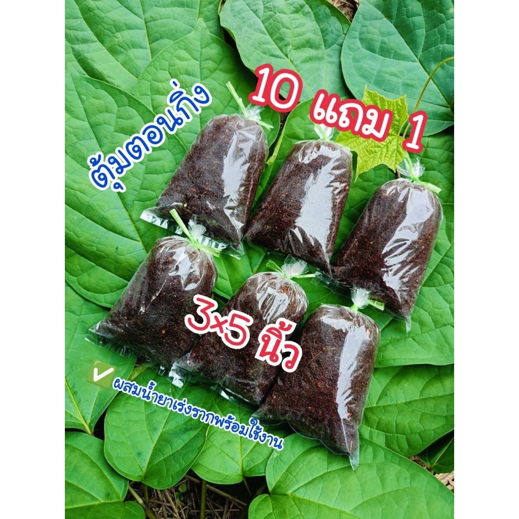 ตุ้มตอนกิ่ง ผสมน้ำยาเร่งราก 10 ตุ้ม แถมฟรี 1 ตุ้ม