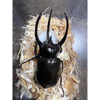 ⭐️Jelly High protein lactic 12g.x100 pcs. for Insect and Beetles. อาหารด้วง