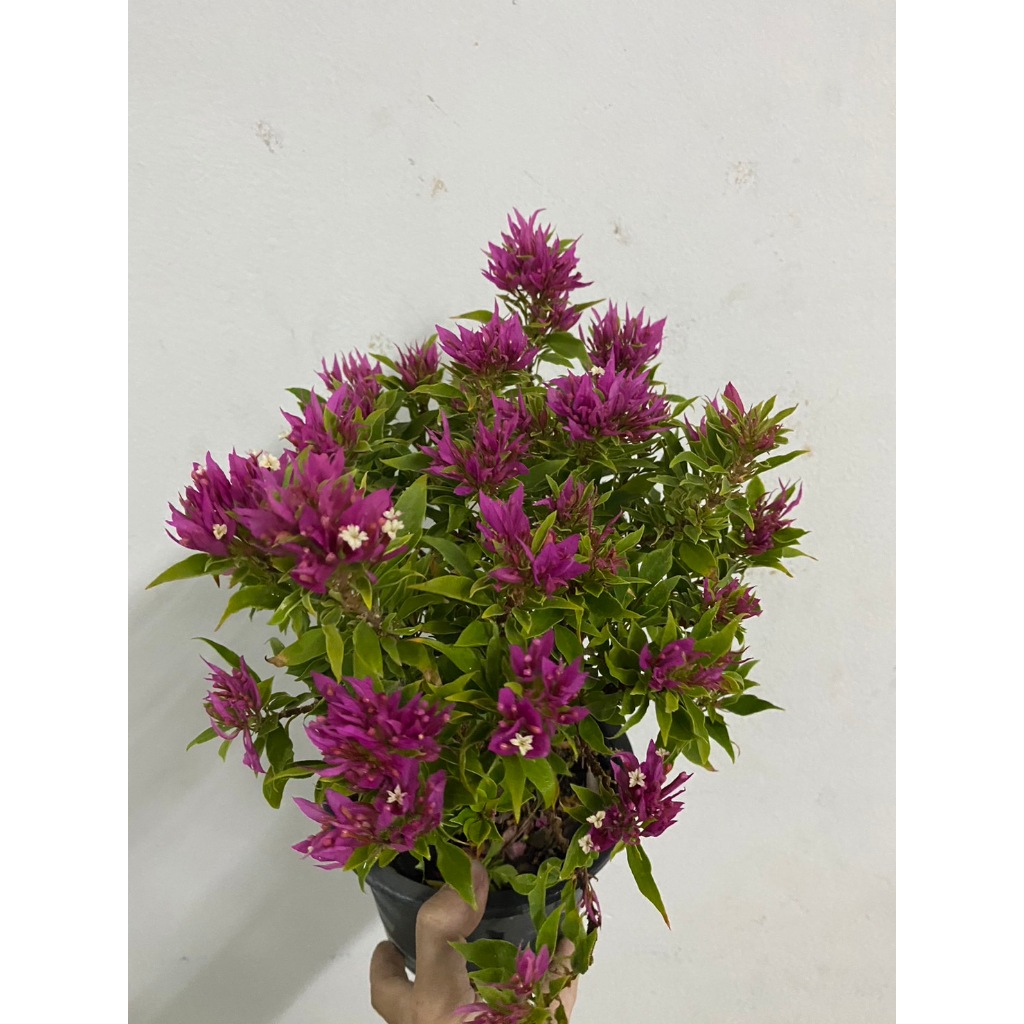 เฟื่องฟ้าสาวิตรีใบแหลม ซากุระญี่ปุ่น กระถาง 4 นิ้ว ดอกปลายแหลม มีสีชมพูเข้ม และสีโอรส