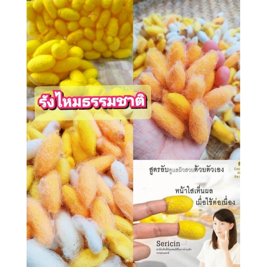 รังไหมธรรมชาติ ไม่ลอกใยไหม คละไซส์ ใช้ขัดหน้า บรรจุ50 รัง