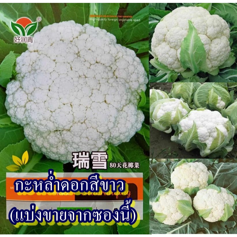 200+ เมล็ด เมล็ดกะหล่ำดอกสีขาว (ปลูกง่าย ดอกนูนกลมสวยสีขาว ดอกใหญ่ รสชาติหวาน ทำเมนูได้หลายเมนู ผัด ลวก นึ่ง แกง ได้)
