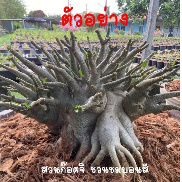 ชวนชม ก๊อตจิผสมบิ๊กนง กระถาง6นิ้ว(ถอนส่ลฉรีาีข