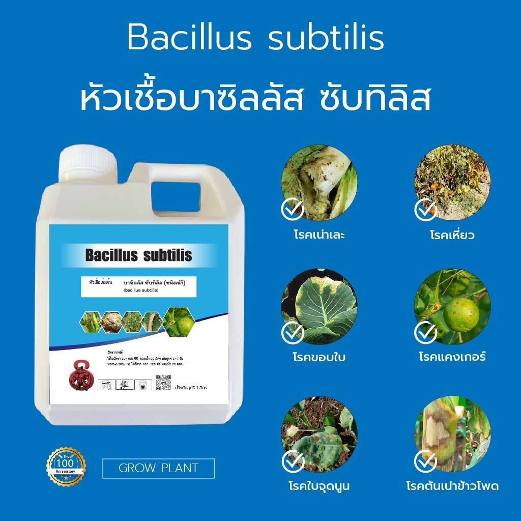 หัวเชื้อบาซิลลัส ซับทิลิส Bacillus subtilis กำจัดเชื้อราโรคพืช โรครากเน่าโคนเน่า โรคแอนแทรกโนส – โปรปัง