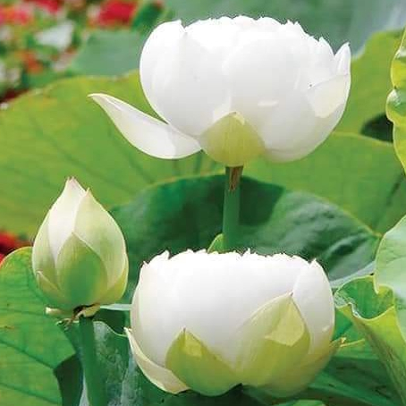7 เมล็ด บัว สีขาว บัวหลวง ดอกใหญ่ สายพันธุ์เมล็ดบัว ดอกบัว Lotus seeds