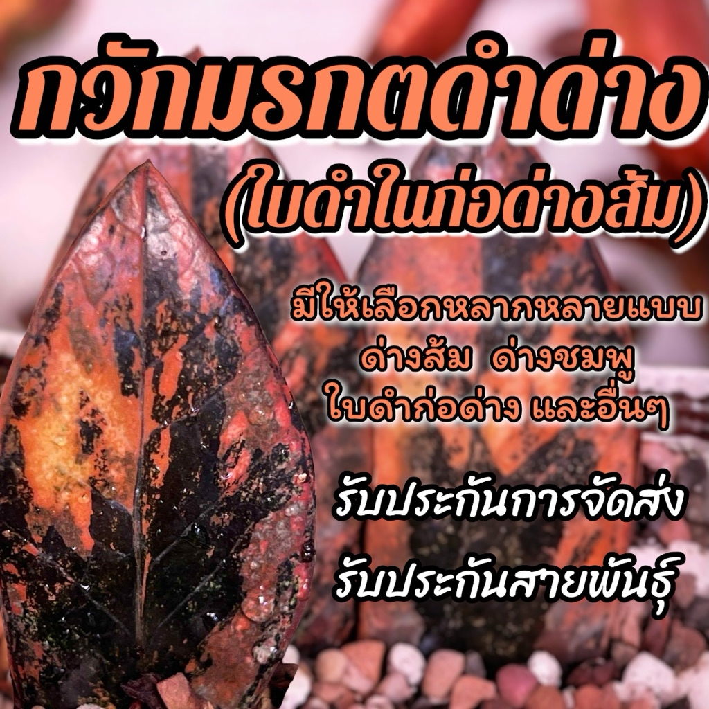 💥ฮิต💥กวักมรกตดำด่าง ด่างส้ม(ติดรากแล้วทุกต้น) แถมฟรีปุ๋ย รับประกันการจัดส่ง รับประกันสายพันธุ์ ต้นไม้