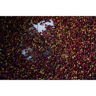 RT เมล็ดกาแฟโรบัสต้า "คั่วเข้ม" Dark Roast ขนาด 250 กรัม จากจังหวัดเชียงราย