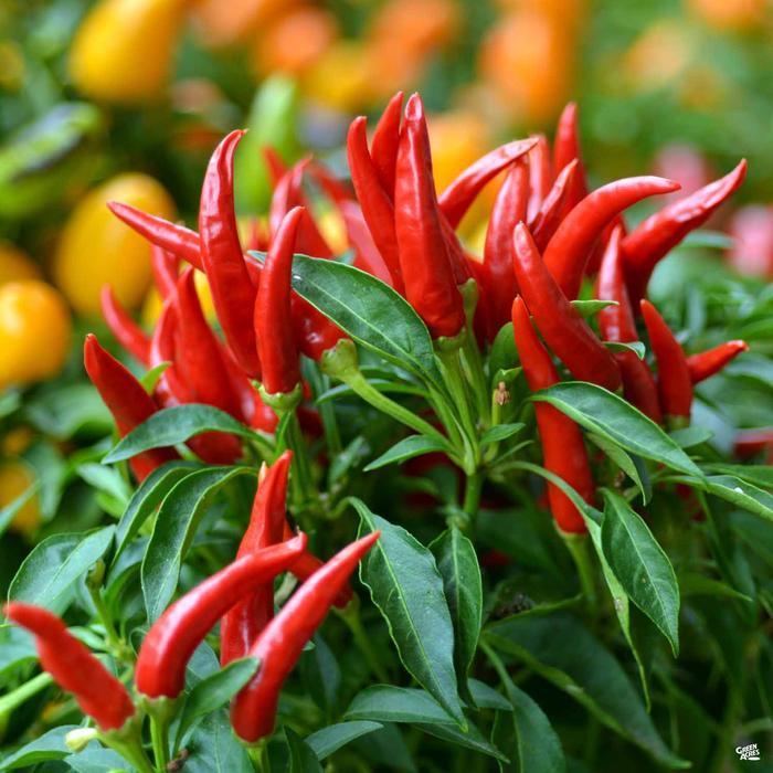 Chili seeds hot pepper chilli garden seeds, about 100 chia seeds, chia seeds, seeds, vegetables, see