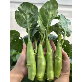 คะน้าเห็ดหอมเมล็ดพันธุ์ 90-200 เมล็ดใบเขียวเข้ม ลำต้นอวบ กรอบ หวาน ปลูกง่าย ทนร้อน [10 แถม 1 คละได้]