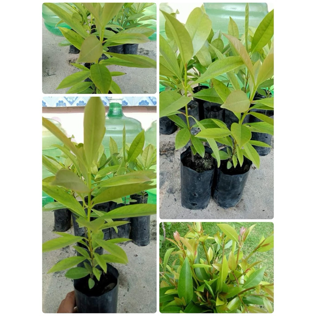 🌿🌿ต้นชะมวงเพราะเมล็ด🌿🌿ต้นสูงประมาณ 25 ถึง 30 เซนติเมตรพร้อมปลูก