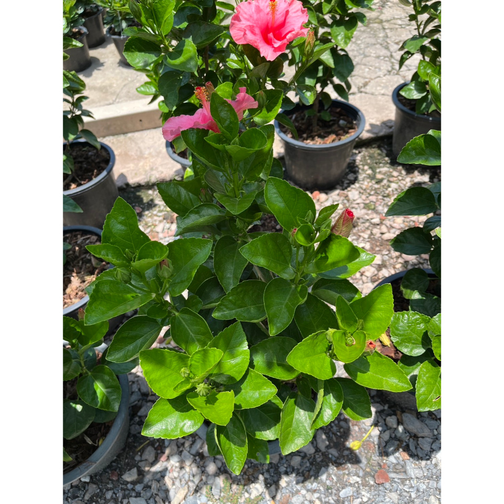 ชบาชมพูอังกฤษ กลีบชั้นเดียว สีชมพูสวยมาก Hibiscus, Pink Hibiscus - รูปที่ 7