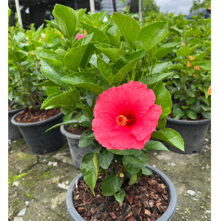 ชบาชมพูอังกฤษ กลีบชั้นเดียว สีชมพูสวยมาก Hibiscus, Pink Hibiscus - รูปที่ 6