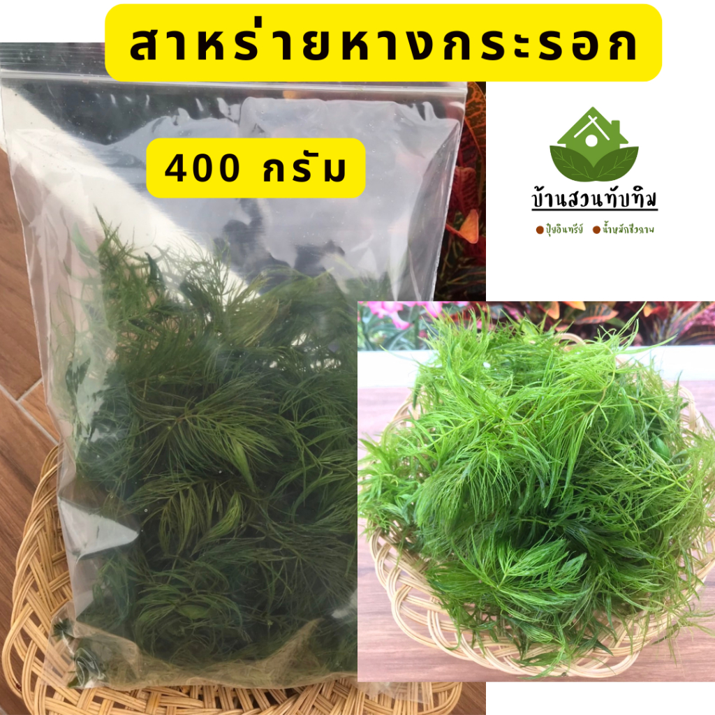 สาหร่ายหางกระรอก  สาหร่ายหางกระรอกพุงชะโด สาหร่ายประดับตู้ปลา 400 กรัม