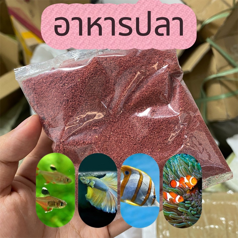 อาหารปลาหางนกยูง ช่วยให้ปลาเติบโตอย่างมีประสิทธิภาพสีสันสวยงาม อาหารปลากัด