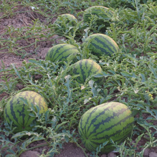 เมล็ดพันธุ์ แตงโมจินตรา เมล็ดพันธุคัดพิเศษ 30-70 เมล็ด ผลใหญ…