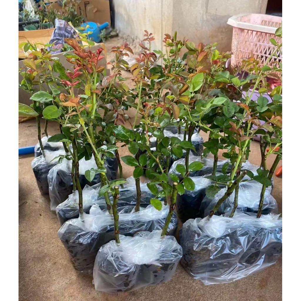 กุหลาบดอกสวยๆ ชุด 4️⃣ ต้น 9️⃣9️⃣บาท กิ่งติดตาสายพันธุ์ต่างประเทศ ดอกใหญ่ๆ💥 (คละสี) คุ้มค่าประยัด ปลูกลงกระถางได้เลย - รูปที่ 5