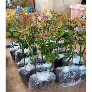 กุหลาบในถุงชำ ซื้อ 5 แถม 1 ฟรี 💥 พร้อมส่งทุกวัน ต้นละ 29 บาท กุหลาบในถุงเพาะชำ (คละสี) รากเดินดีเหมาะสำหรับท่านทีชอบ