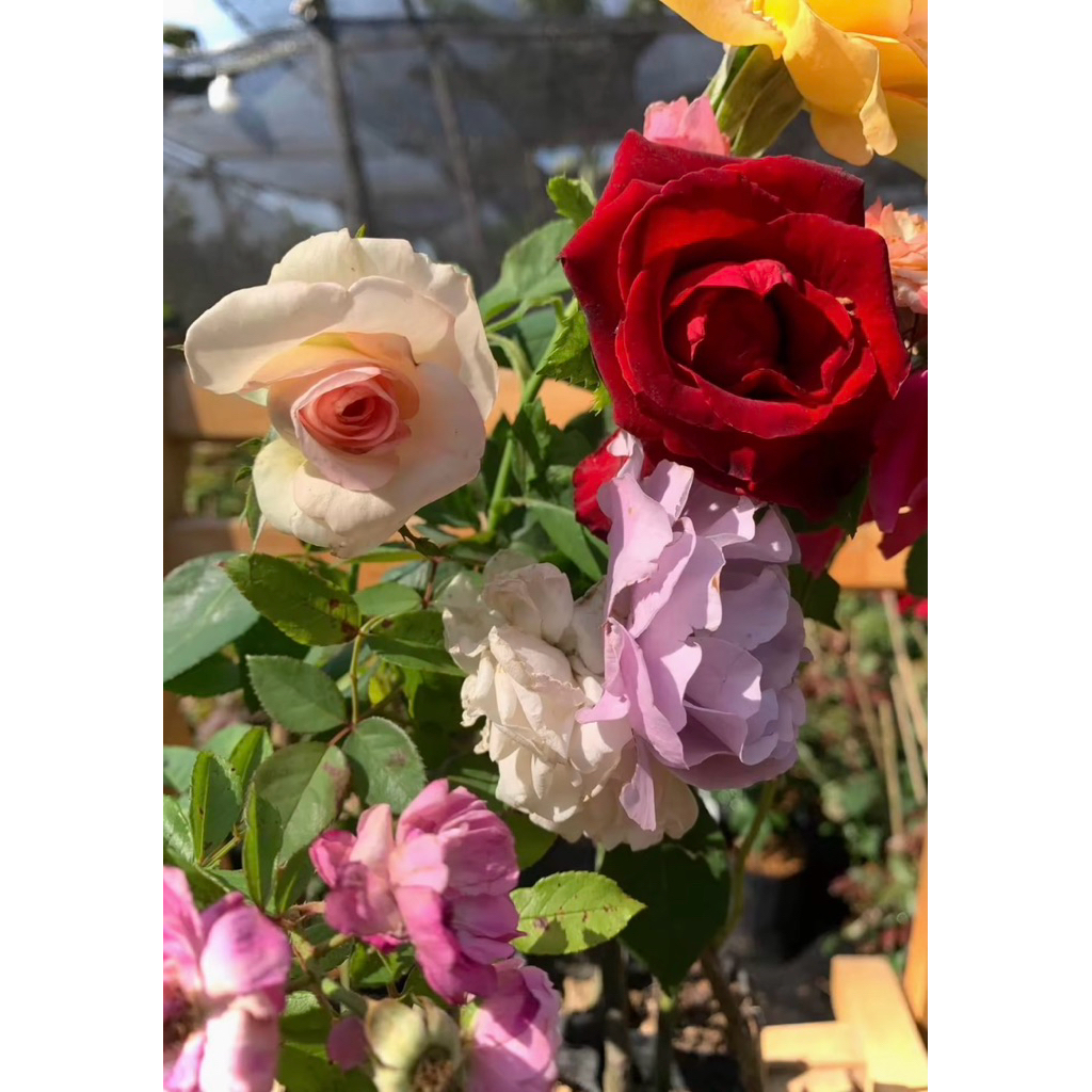 กุหลาบดอกสวยๆ ชุด 4️⃣ ต้น 9️⃣9️⃣บาท กิ่งติดตาสายพันธุ์ต่างประเทศ ดอกใหญ่ๆ💥 (คละสี) คุ้มค่าประยัด ปลูกลงกระถางได้เลย - รูปที่ 7