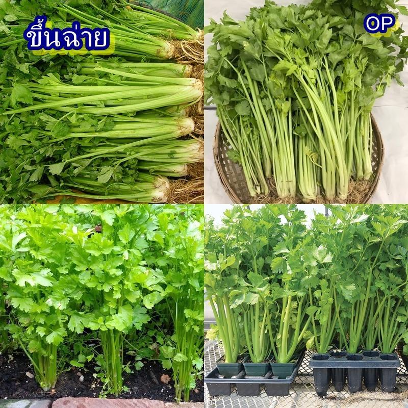 5,500+ เมล็ด เมล็ดขึ้นฉ่าย (อัตรางอก 85% ปลูกง่าย กอใหญ่ ต้นกับใบมีกลิ่นหอมเฉพาะ ปรุงอาหารดี นิยมใส่ในเมนู ต้ม แกง ผัด)