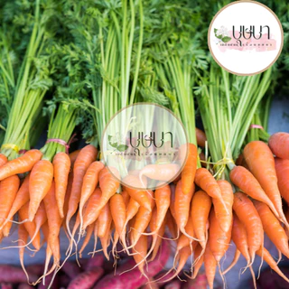 เมล็ดเบบี้แครอท 9บาท 100เมล็ด