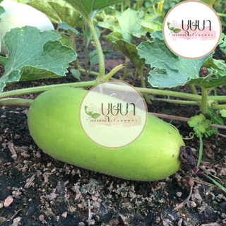 เมล็ดพันธุ์ฟักแฟง 9บาท 20เมล็ด