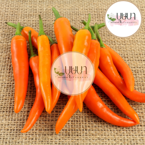 เมล็ดพริกเหลืองพัทลุง 5บาท 10เมล็ด