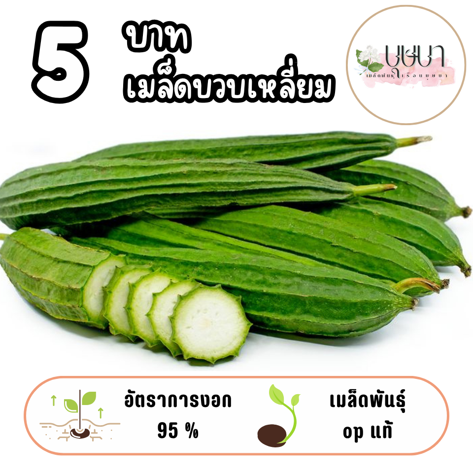 เมล็ดบวบเหลี่ยม 5บาท 5เมล็ด