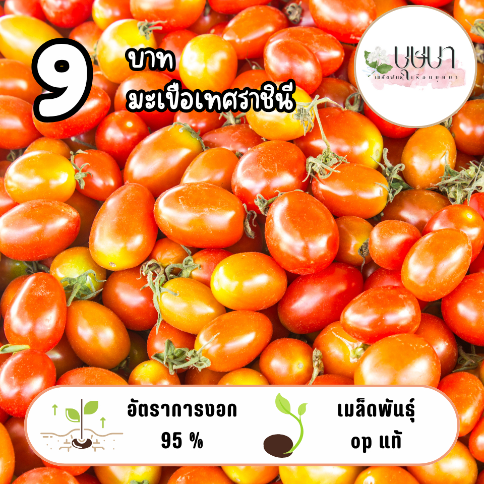 เมล็ดมะเขือเทศราชินี 9บาท 10เมล็ด