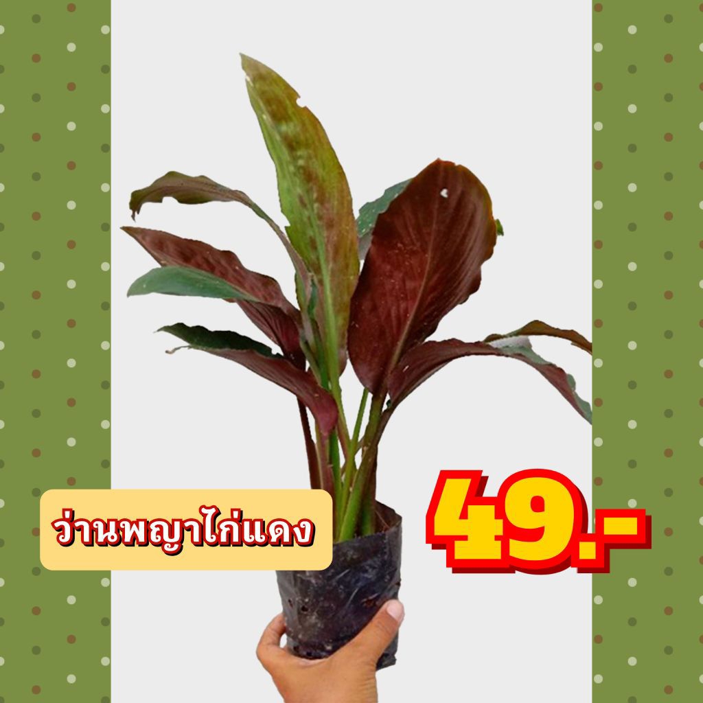 ว่านพญาไก่แดง ถูกที่สุด