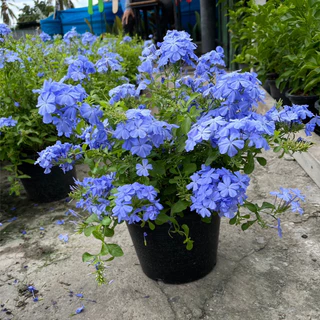 พยับหมอก ดอกไม้สีฟ้าสวยละมุน อึดทนปลูกเลี้ยงง่าย Cape leadwort, blue plumbago