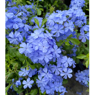 พยับหมอก ดอกไม้สีฟ้าสวยละมุน อึดทนปลูกเลี้ยงง่าย Cape leadwort, blue plumbago