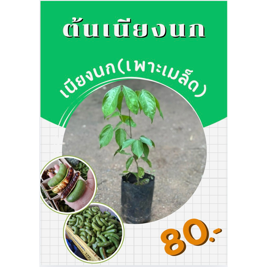 ต้นเนียงนก(เพาะเมล็ด) สูงประมาณ50-60cm🌱พร้อมปลูก ให้ผลเร็ว🌱