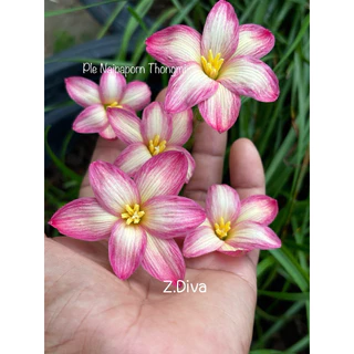 บัวดิน Z.Diva,ดิว่า 3หัว60บาท พันธุ์หัวเล็ก