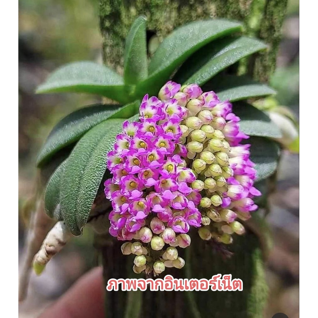 เอื้องจิ๋วมณีรัตนา Schoenorchis fragrans ไม้จิ๋วสายสะสม ต้นเล็กแต่ดอกสวย