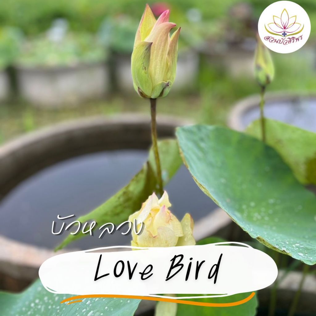 บัวหลวง Love bird ดอกเรียว สีเหลือง สดใส โดดเด่น มีเอกลักษณ์