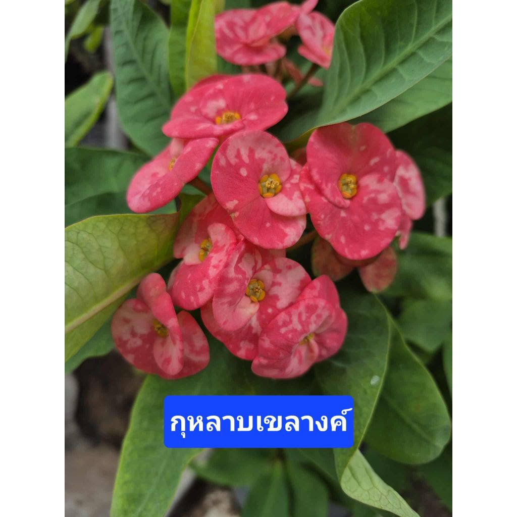 โป๊ยเซียน"กุหลาบเขลางค์" กิ่งชำกระถาง 3 นิ้ว รากเดินดีแล้ว พร้อมย้ายกระถาง