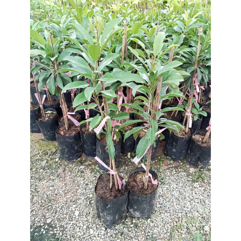 🌿ต้นละมุดกรอบสุโขทัย🌿เสียบยอด ละมุดสายพันธุ์นี้มีลักษณะเด่นคือเนื้อแห้งละเอียดไม่เป็นทราย มีกลิ่นหอมกรอบและหวานรสชาดดี