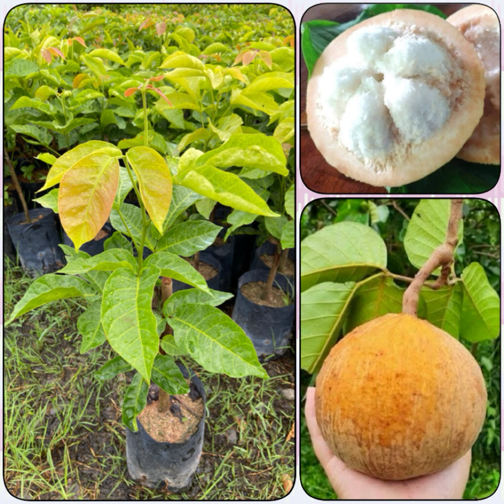 ต้นกระท้อนปุยฝ้าย แบบติดตา (สูง 40-60cm) ผลดก ผลใหญ่ รสชาติหวานโดดเด่น เนื้อขาวฟูอร่อย รากแน่น พร้อมปลูก