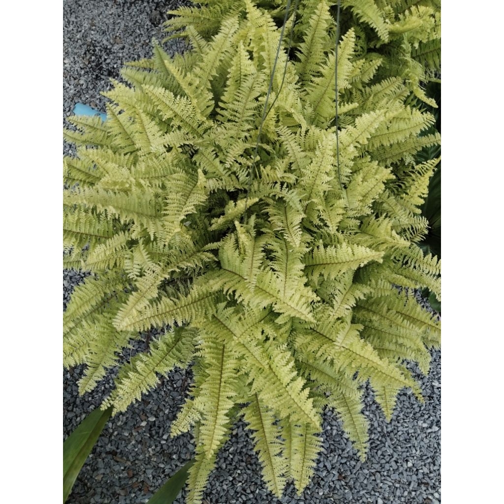 เฟิร์นขนนกทอง Nephrolepis exaltata cv. Gracillima