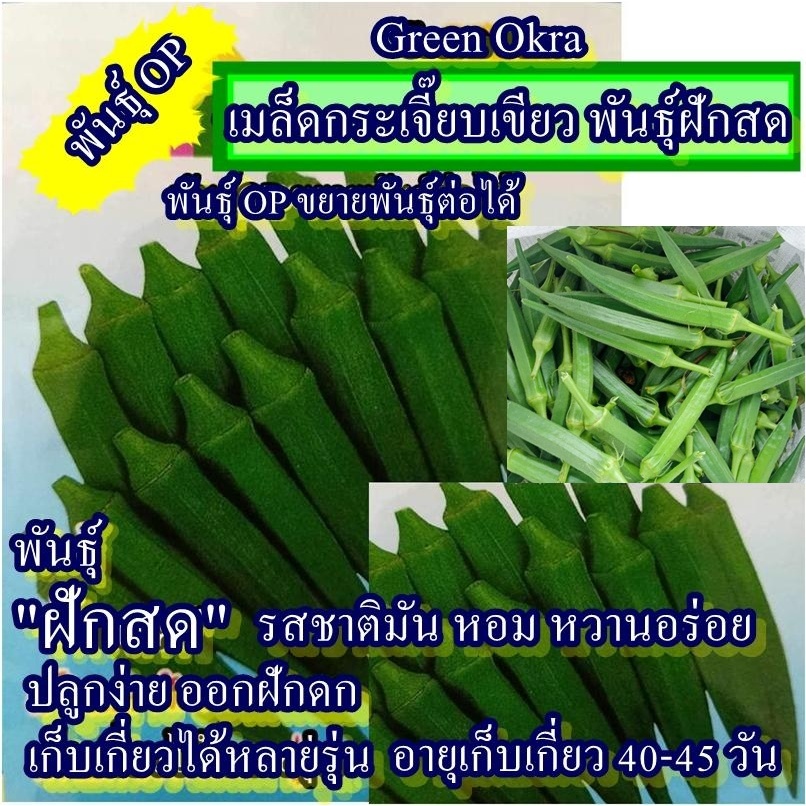 50+ เมล็ด เมล็ดกระเจี๊ยบเขียว พันธุ์ฝักสด (ปลูกง่ายมาก ออกฝักดก รสชาติหวาน หอม มัน อร่อยมาก เก็บเกี่ยวได้หลายรุ่น)