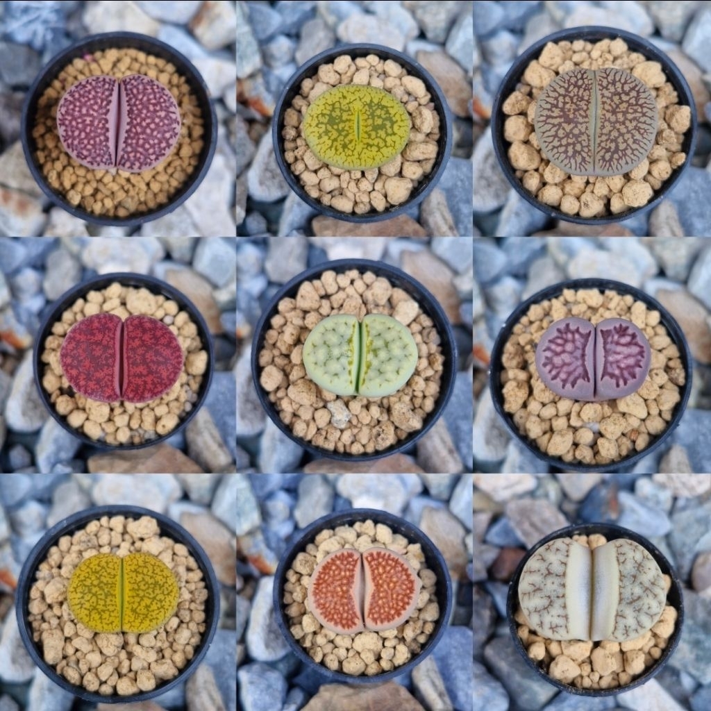 ❎ถูกมากก❎ไลทอป ( Lithops )🌱ไซส์ใหญ่ ส่งทั้งกระถาง ขนาด 2 cm.+